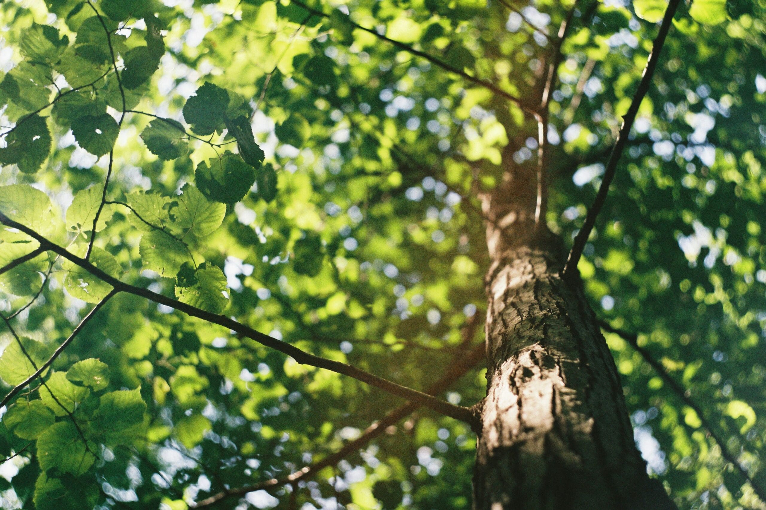 david-vig-qwHHOC2z5Xs-unsplash (1) david-vig-qwHHOC2z5Xs-unsplash (1)